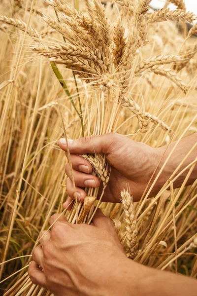 Wheat ears in the hands Stock Picture