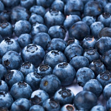 Taze, sulu yaban mersini arkaplanı