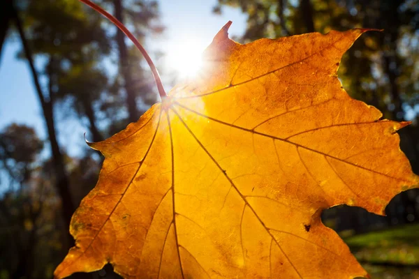 黄色の秋太陽に背を向けるカエデの葉 — ストック写真