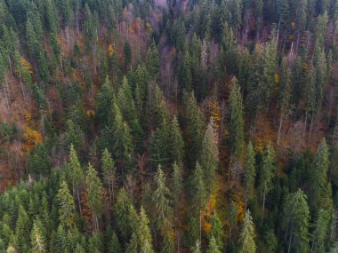 Sonbahar ormanda Karpat Dağları, Ukrayna