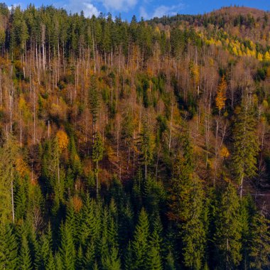 Sonbahar ormanda Karpat Dağları, Ukrayna