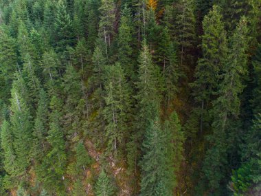 Sonbahar ormanda Karpat Dağları, Ukrayna