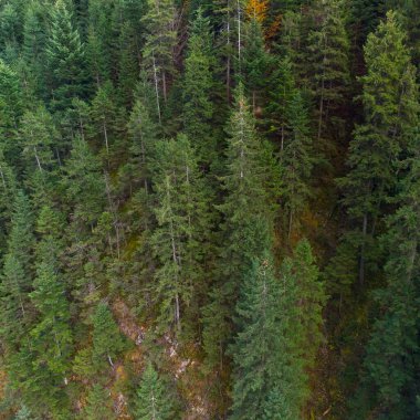 Sonbahar ormanda Karpat Dağları, Ukrayna