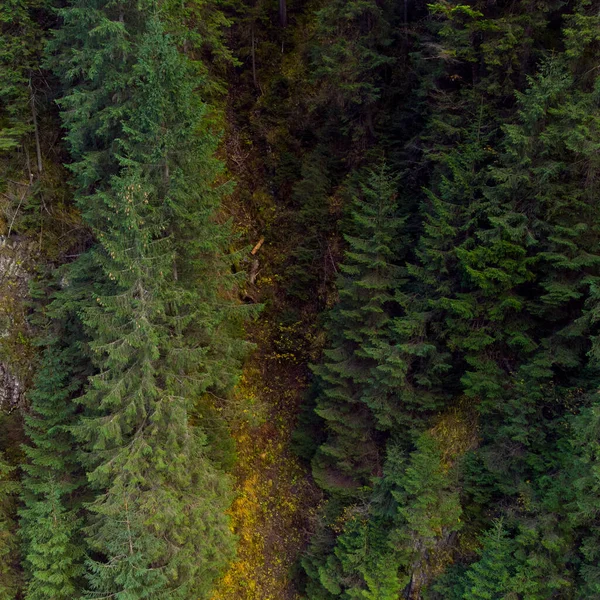 Floresta Outono Nas Montanhas Dos Cárpatos Ucrânia — Fotografia de Stock