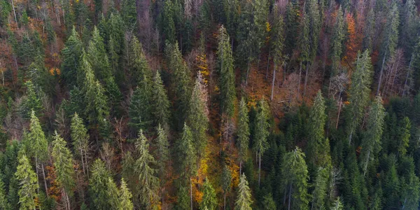 Floresta Outono Nas Montanhas Dos Cárpatos Ucrânia — Fotografia de Stock