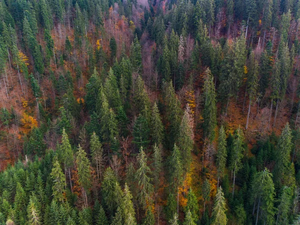 Floresta Outono Nas Montanhas Dos Cárpatos Ucrânia — Fotografia de Stock