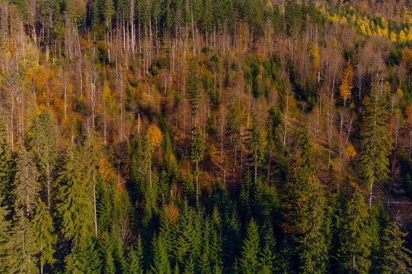 Floresta Outono Nas Montanhas Dos Cárpatos Ucrânia — Fotografia de Stock