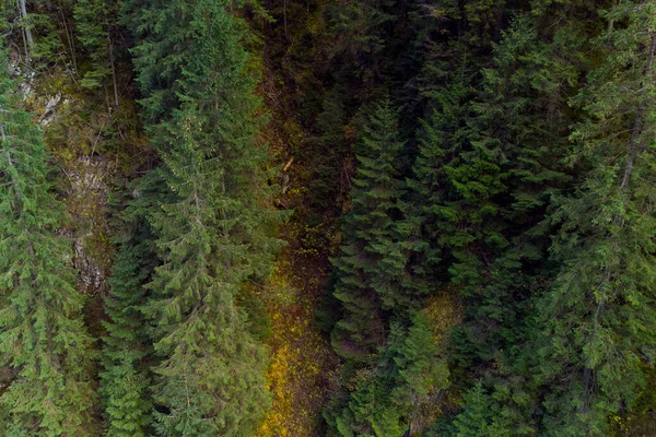 Floresta Outono Nas Montanhas Dos Cárpatos Ucrânia — Fotografia de Stock
