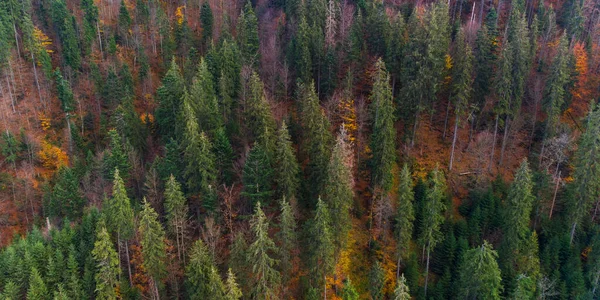 Floresta Outono Nas Montanhas Dos Cárpatos Ucrânia — Fotografia de Stock