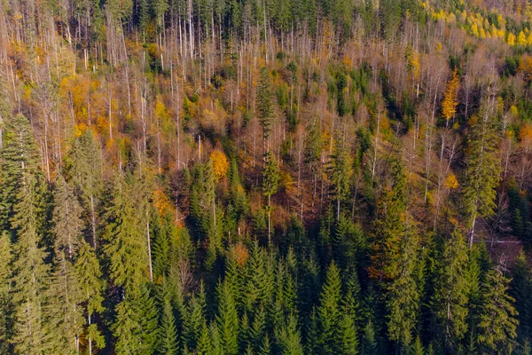 Floresta Outono Nas Montanhas Dos Cárpatos Ucrânia — Fotografia de Stock