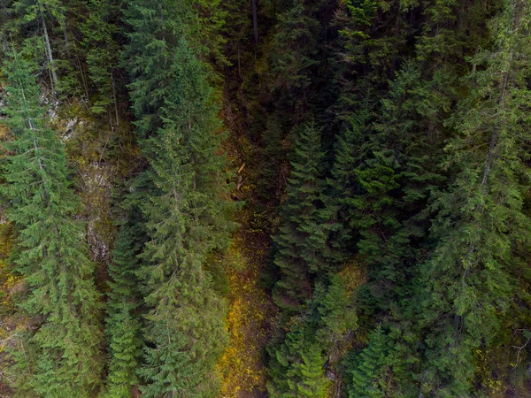 Floresta Outono Nas Montanhas Dos Cárpatos Ucrânia — Fotografia de Stock