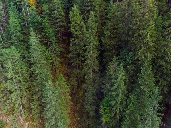 Floresta Outono Nas Montanhas Dos Cárpatos Ucrânia — Fotografia de Stock