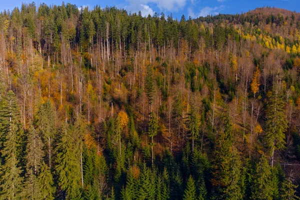 Φθινόπωρο Δάσος Στα Καρπάθια Όρη Ουκρανία — Φωτογραφία Αρχείου