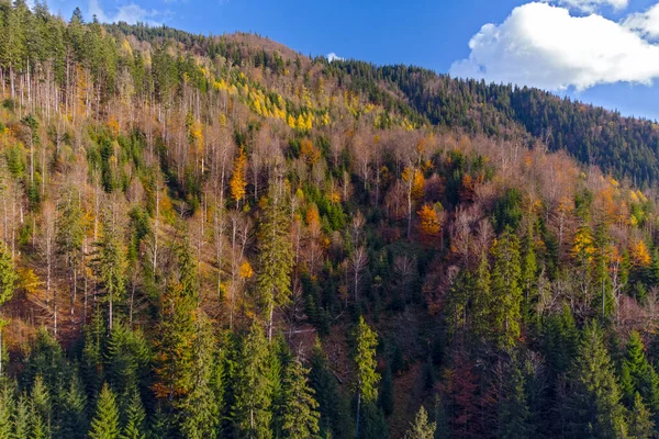 Herbstwald Den Karpaten Ukraine — Stockfoto