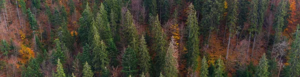 Autumn Forest Carpathian Mountains Ukraine — Stock Photo, Image