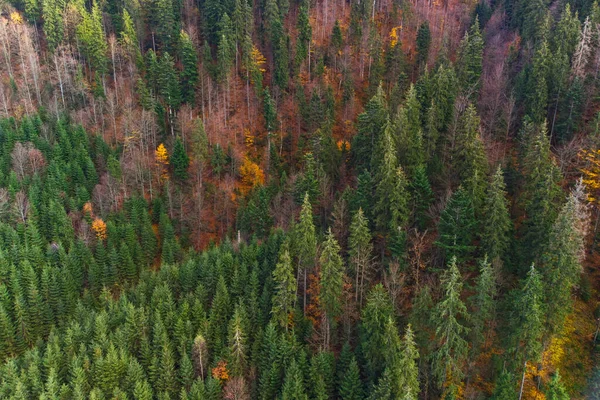 Floresta Outono Nas Montanhas Dos Cárpatos Ucrânia — Fotografia de Stock