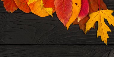 Siyah ahşap arka planda farklı renkte sonbahar yaprakları.