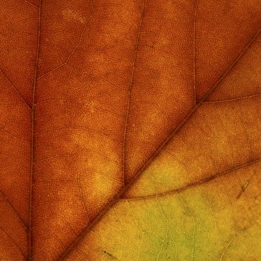 Parlak renkler sonbahar akçaağaç yaprağı makro dokusu