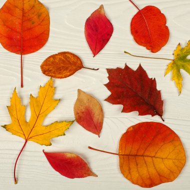 Beyaz ahşap arka planda farklı sonbahar yaprakları