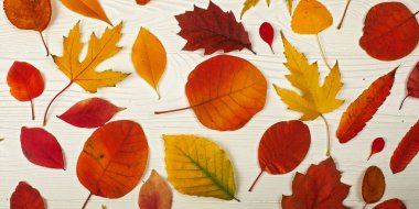 Beyaz ahşap arka planda farklı sonbahar yaprakları