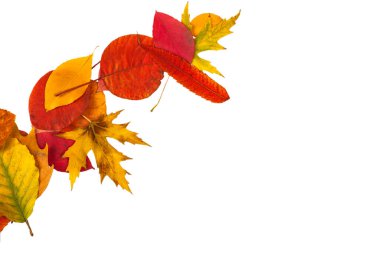 Öngörülen parlak sonbahar yaprakları beyaz üzerine izole edilmiş