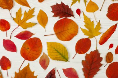 Beyaz ahşap arka planda farklı sonbahar yaprakları