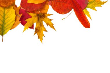 Öngörülen parlak sonbahar yaprakları beyaz üzerine izole edilmiş