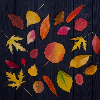 Siyah ahşap arka planda farklı renkte sonbahar yaprakları.