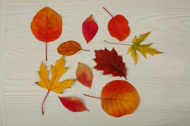 Beyaz ahşap arka planda farklı sonbahar yaprakları