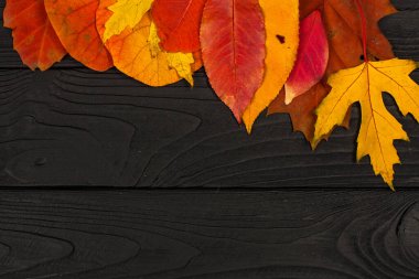 Siyah ahşap arka planda farklı renkte sonbahar yaprakları.