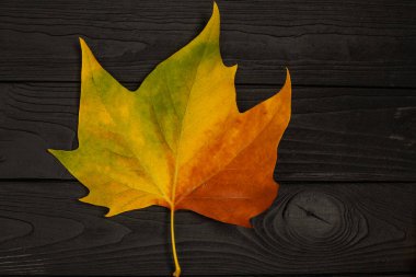 Siyah ahşap arka planda parlak sonbahar akçaağaç yaprağı