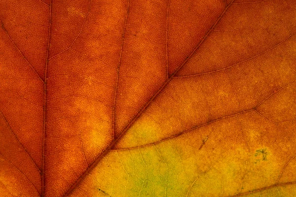 Colores Brillantes Otoño Hoja Arce Macro Textura — Foto de Stock