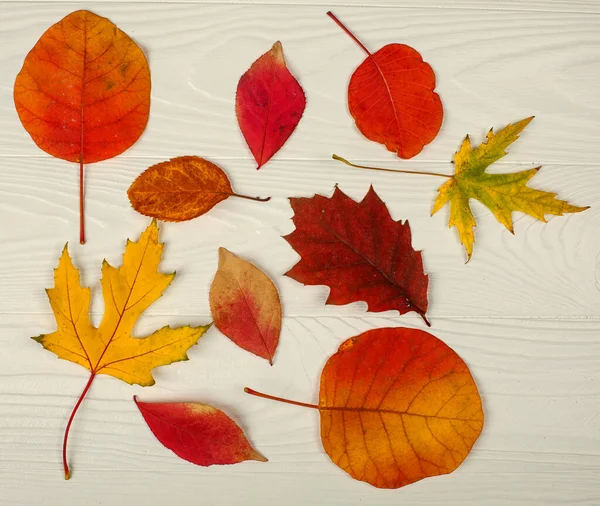 Различные Яркие Осенние Листья Белом Деревянном Фоне — стоковое фото