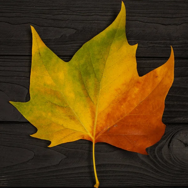 Bright Autumn Maple Leaf Black Wooden Background — Stock Photo, Image
