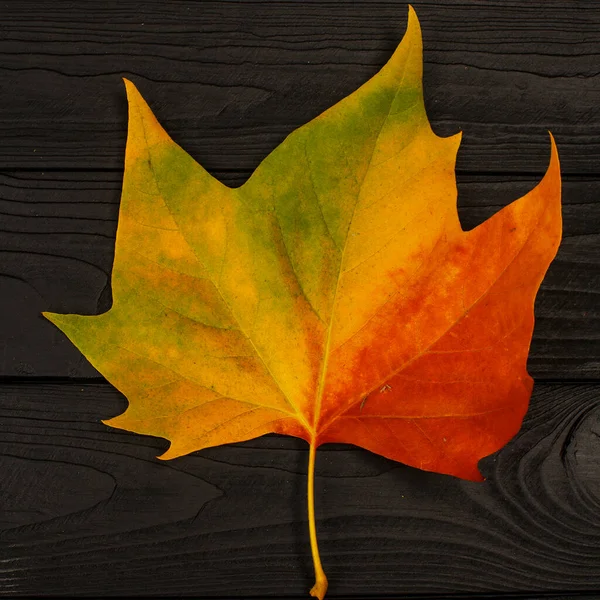 Bright Autumn Maple Leaf Black Wooden Background — Stock Photo, Image