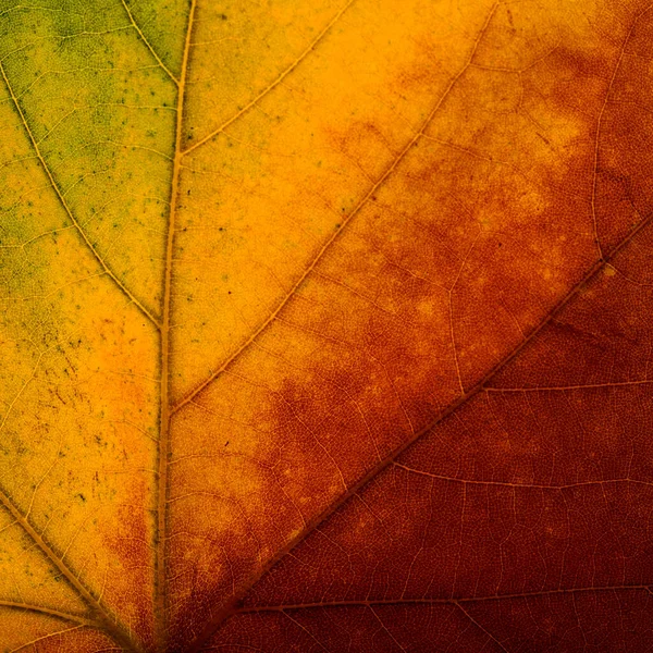 Jasne Kolory Jesień Klon Liść Makro Tekstury — Zdjęcie stockowe