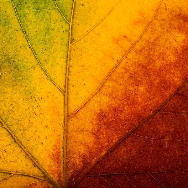Jasne Kolory Jesień Klon Liść Makro Tekstury — Zdjęcie stockowe