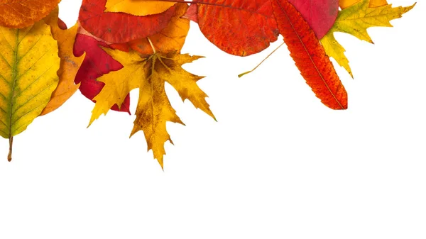 Defferente Heldere Herfstbladeren Geïsoleerd Wit — Stockfoto