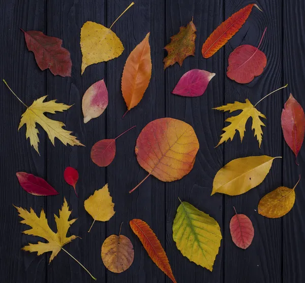 Различные Виды Цветных Осенних Листьев Фоне Черного Дерева — стоковое фото