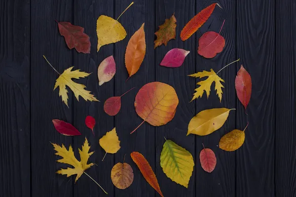 Различные Виды Цветных Осенних Листьев Фоне Черного Дерева — стоковое фото