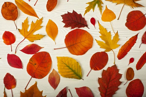 Различные Яркие Осенние Листья Белом Деревянном Фоне — стоковое фото