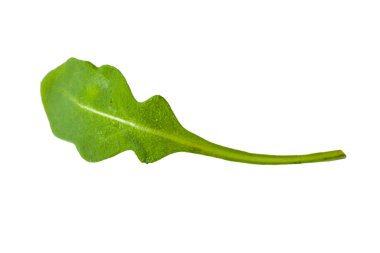 Taze yeşil atugula (rukkola) yaprakları izole