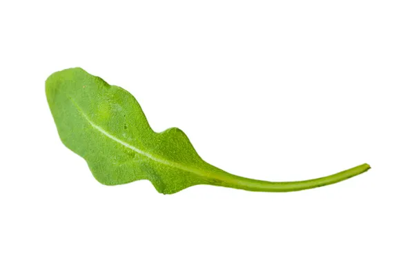 Čerstvě Zelené Listy Atuguly Rukkola — Stock fotografie