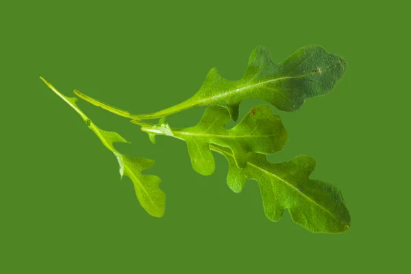 Yeşil Arkaplanda Taze Yeşil Atugula Rukkola Yaprakları — Stok fotoğraf