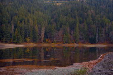 Synevir Gölü 'nün sakin suları, sabahın erken saatlerinde Karpat dağlarında, Ukrayna