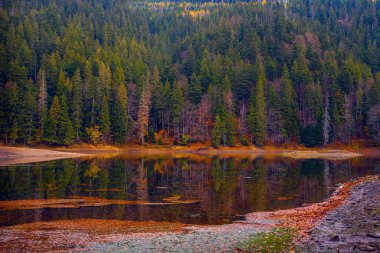 Synevir Gölü 'nün sakin suları, sabahın erken saatlerinde Karpat dağlarında, Ukrayna