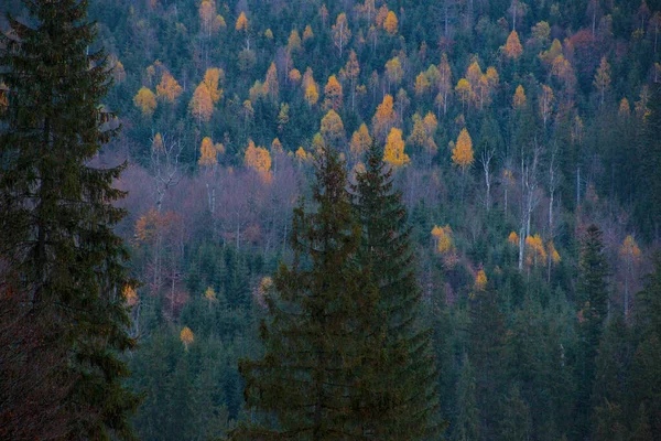 Jesień Karpatach Tło Lasu — Zdjęcie stockowe