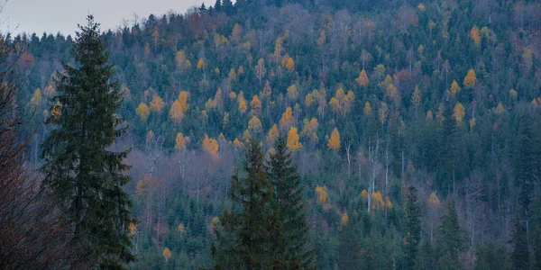 Herbst Den Karpaten Waldhintergrund — Stockfoto