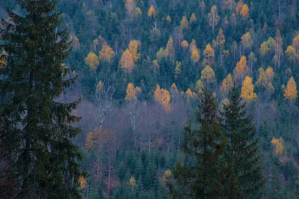 Φθινόπωρο Στα Καρπάθια Βουνά Δάσος Φόντο — Φωτογραφία Αρχείου