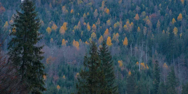 Outono Nas Montanhas Dos Cárpatos Fundo Floresta — Fotografia de Stock